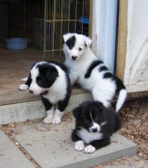 Regalo cachorro de Border collie para adopcion