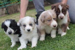 Regalo cachorro de Border collie para adopcion