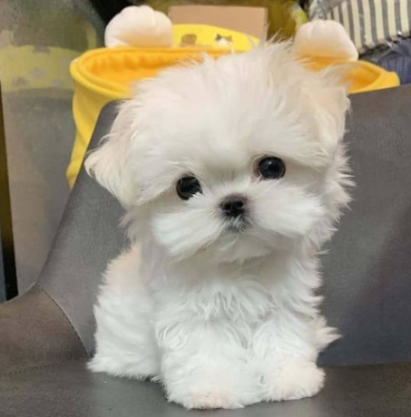 regalo-cachorro-de-bichon-maltes-mini-toy-para-adopcion-big-0