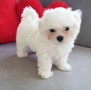 regalo-cachorro-de-bichon-maltes-mini-toy-para-adopcion-small-0