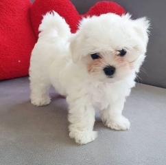 REGALO cachorro de Bichon Maltes Mini Toy Para Adopcion