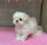 regalo-cachorro-de-bichon-maltes-mini-toy-para-adopcion-small-0