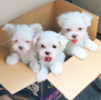 regalo-cachorro-de-bichon-maltes-mini-toy-para-adopcion-small-0