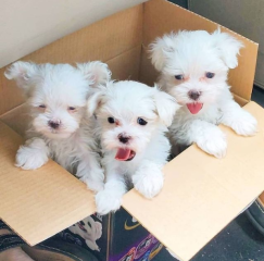 REGALO cachorro de Bichon Maltes Mini Toy Para Adopcion