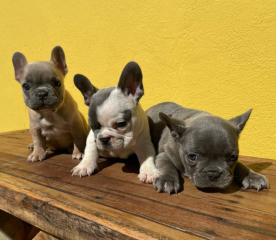 Regalo Cachorro de Bulldog Francés bien entrenados