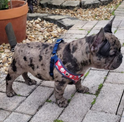 Regalo Cachorro de Bulldog Francés bien entrenados