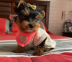 regalo-cachorritos-de-yorkshire-terrier-mini-toy-small-0