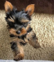 regalo-cachorro-toy-de-yorkshire-terrier-para-adopcion-small-0