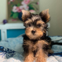 regalo-cachorro-toy-de-yorkshire-terrier-para-adopcion-small-0