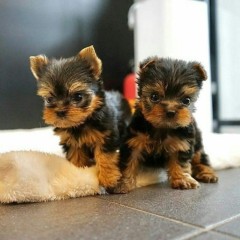 Regalo Cachorro mini, de yorkshire terrier para adopcion