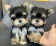 regalo-cachorro-mini-de-yorkshire-terrier-para-adopcion-small-0