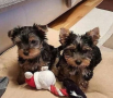 regalo-cachorro-mini-de-yorkshire-terrier-para-adopcion-small-0