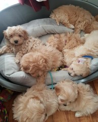 Beautiful Maltipoo puppies.