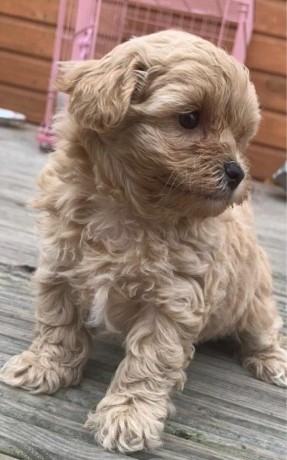 beautiful-maltipoo-puppies-big-3