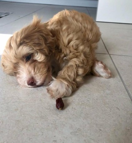 beautiful-maltipoo-puppies-big-1