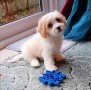 cavachon-small-1