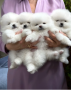 pomerania-teacup-disponibles-small-0