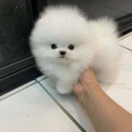 pomerania-teacup-disponibles-big-1