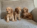 cavapoo-small-1