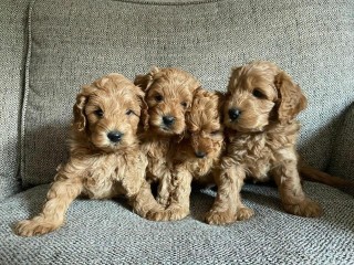 Cavapoo