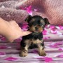 yorkshire-terrier-small-2