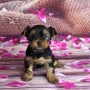 yorkshire-terrier-small-1