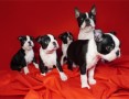 boston-terrier-small-0