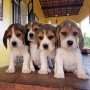 beagle-small-0