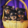 regalo-cachorro-toy-de-yorkshire-terrier-para-adopcion-small-0