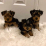 regalo-cachorro-toy-de-yorkshire-terrier-para-adopcion-small-0