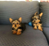 regalo-cachorro-mini-de-yorkshire-terrier-para-adopcion-small-0