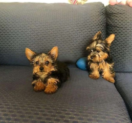 Regalo Cachorro mini, de yorkshire terrier para adopcion