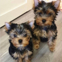 regalo-cachorro-mini-de-yorkshire-terrier-para-adopcion-small-0