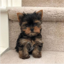 regalo-cachorro-mini-de-yorkshire-terrier-para-adopcion-small-0