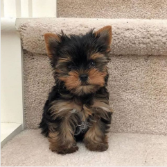 Regalo Cachorro mini, de yorkshire terrier para adopcion