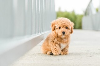 Regalo cachorro de caniche en adopcion