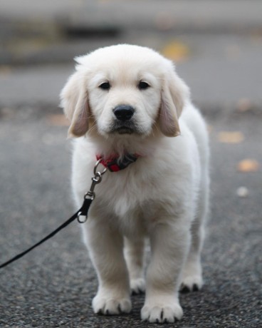 regalo-cachorro-de-golden-retriever-para-adopcion-big-0