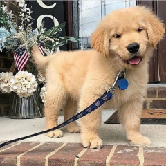 Regalo cachorro de GOLDEN RETRIEVER para adopcion