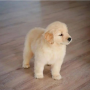 regalo-cachorro-de-golden-retriever-para-adopcion-small-0