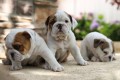 bulldog-ingles-muy-dulce-en-venta-small-0