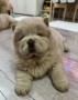 beautiful-chow-chow-small-1