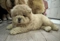 beautiful-chow-chow-small-2