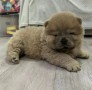 beautiful-chow-chow-small-3