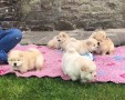 beautiful-chow-chow-small-0