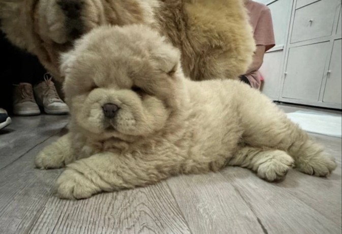 beautiful-chow-chow-big-2