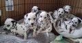 hermosos-dalmata-small-0