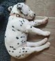 hermosos-dalmata-small-1