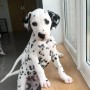 hermosos-dalmata-small-3