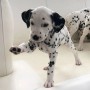 hermosos-dalmata-small-2