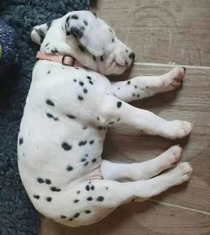 hermosos-dalmata-big-1